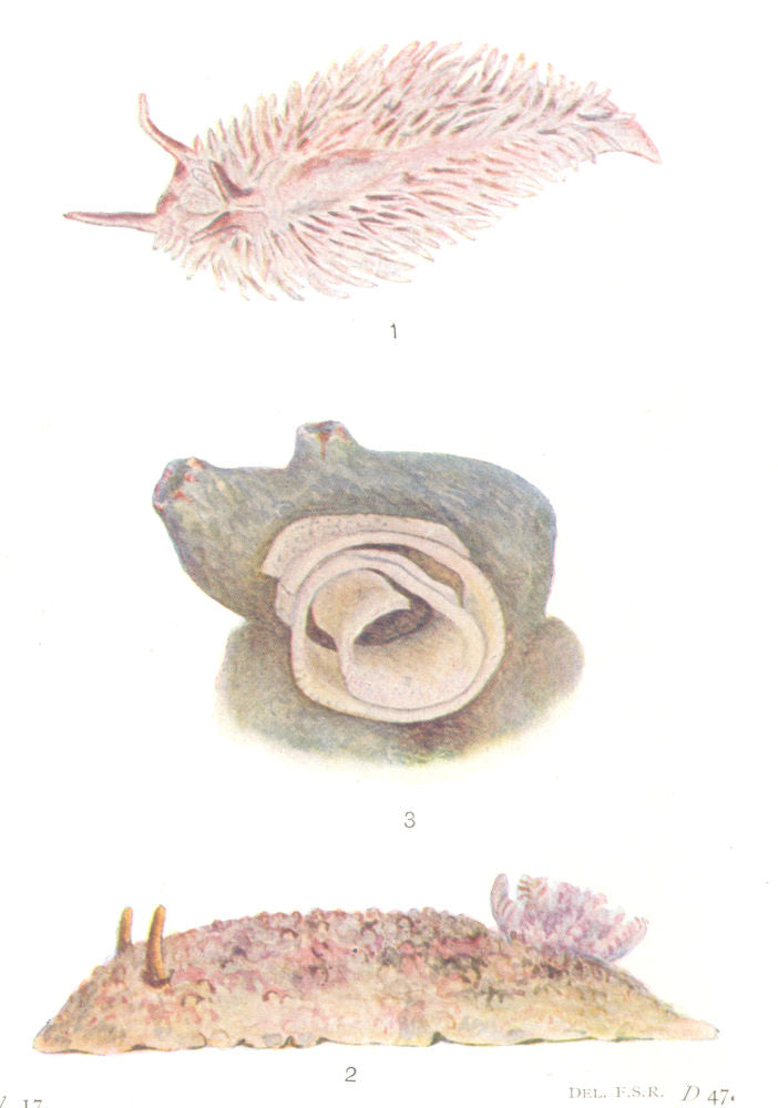 SEA SLUGS. 1. Aeolis papillosa 2. Doris tuberculata. 3. Spawn squirt 1936